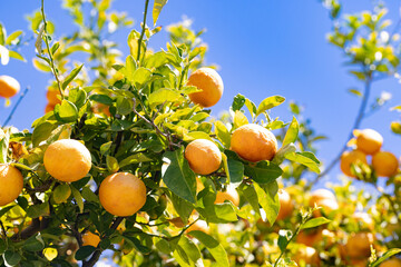 Lush citrus trees featuring ripe oranges under the clear Arizona sky during harvest season