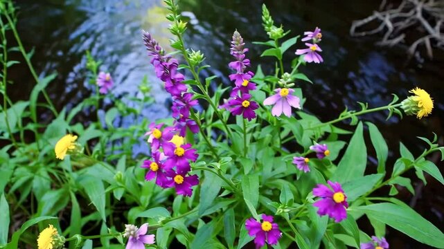Purple toadflax blooming near a peaceful stream in the forest