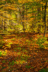 Obraz premium Slovenia, Triglav National Park. Forest in autumn.