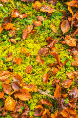 Slovenia, Triglav National Park. Close-up of fallen autumn leaves on ground.
