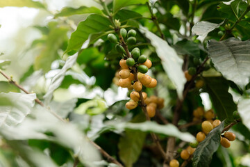 Yellow coffee cherries still on the branch