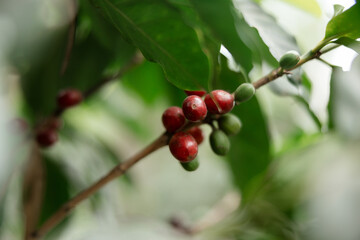 A close-up of coffee cherries still on the branch