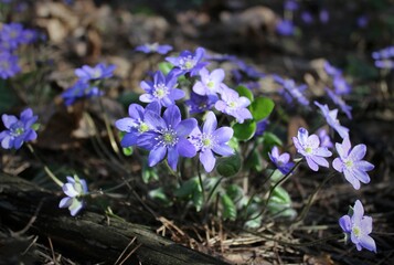 Purple flowers in the forest on the lawn. Beautiful natural background. Delicate petals. A bright spring landscape. The awakening of nature. Primroses on a green lawn.