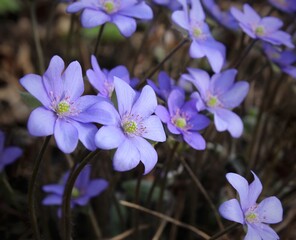 Purple flowers in the forest on the lawn. Beautiful natural background. Delicate petals. A bright spring landscape. The awakening of nature. Primroses on a green lawn.