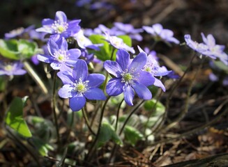 Purple flowers in the forest on the lawn. Beautiful natural background. Delicate petals. A bright spring landscape. The awakening of nature. Primroses on a green lawn.