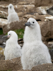 Falkland Islands. Three black-browed albatross chicks sit on their nests on the rocky cliff.