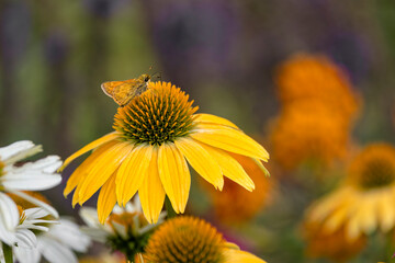 Least skipper on yellow coneflower, echinacea.