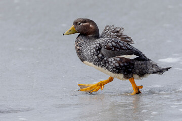 Falkland Islands. A female Falkland steamer duck walks through the water on the beach.