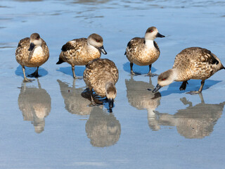 Falkland Islands. A group of crested ducks forage on the wet beach.
