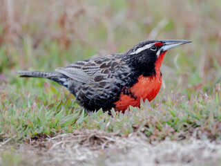 Falkland Islands. Portrait of a long-tailed meadowlark foraging in the grass.
