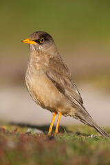Falkland Islands. Portrait of a Falkland thrush.