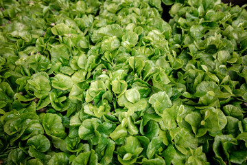 Coffee plant close up