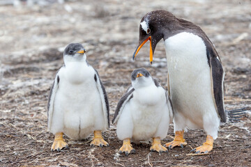 Falkland Islands. A gentoo parent appears to scold one of its chicks.