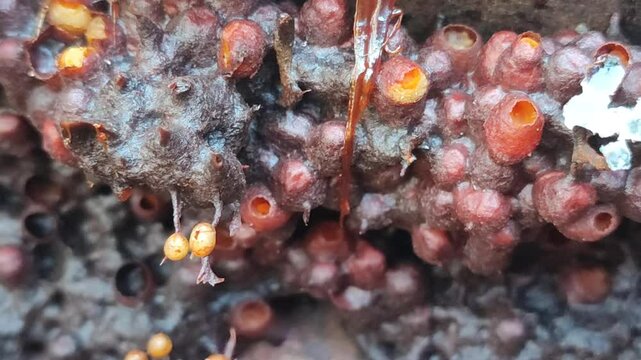 trigona honey