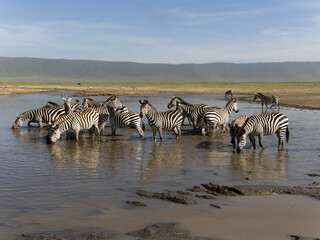 Common zebra herd, Serengeti National Park, Tanzania, Africa