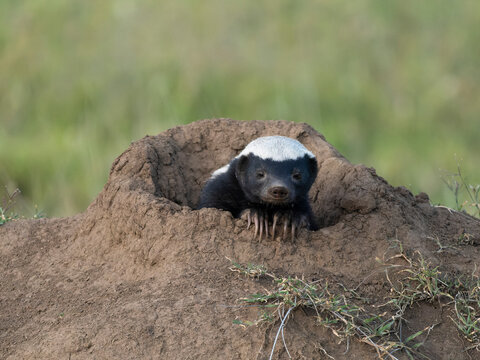 Ratel, aka honey badger, in burrow, Serengeti National Park, Tanzania, Africa