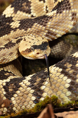 Fototapeta premium Black-tailed rattlesnake, Native to Southwest Arizona, USA.