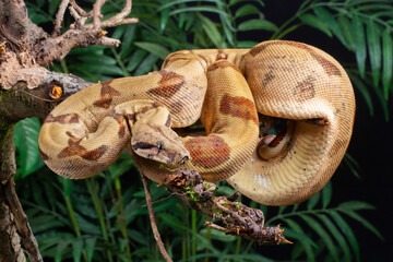 Boa constrictor climbing in a tree, Arenal Volcano, Costa Rica, South America.