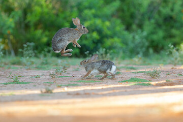 Desert cottontail, South Texas