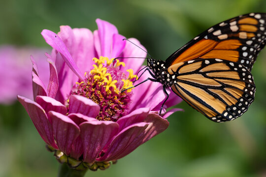 A horizontal macro photo of a perfectly lit beautiful orange and black striped monarch drinking nectar from a pink giant zinnia on a beautiful sunlit summer day.