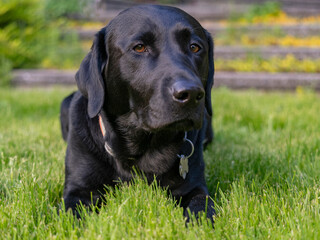 Black Labrador dog portrait outdoors.