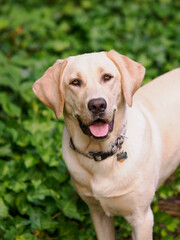 Fototapeta premium Yellow Labrador dog portrait outdoors.
