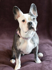 Frenchton dog studio portrait.