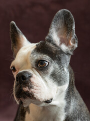 Frenchton dog studio portrait.