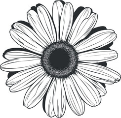 A detailed black and white illustration of a daisy flower with open petals and a central disk.