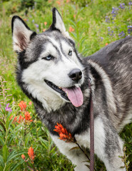 Alaskan Husky dog among wildflowers.