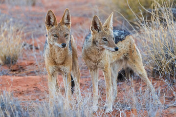 Black-backed jackal pair bonding in the Kalahari Desert of southern Africa