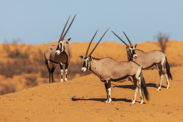 Gemsbok bulls watching a water hole for possible predators in Kalahari Desert in southern Africa