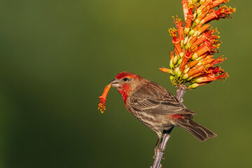 House finch with ocotillo cactus bloom in southern Arizona