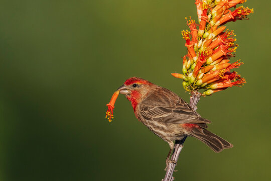 House finch with ocotillo cactus bloom in southern Arizona
