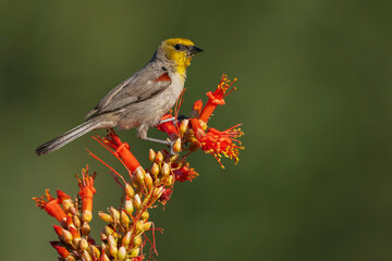 Verdin alights on the blooms of a ocotillo cactus in southern Arizona