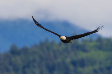 Bald eagle flying over the Hood Canal, Washington State