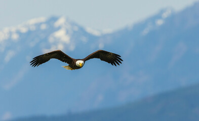 Bald eagle searching for a meal