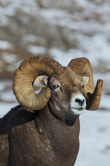 Bighorn sheep ram at home in the alpine country