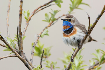 Bluethroat male on his summer territory in the arctic tundra of the Seward Peninsula. Alaska