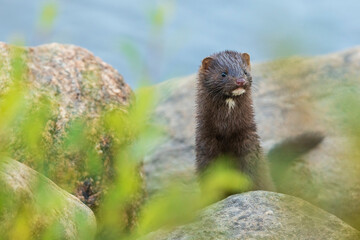 American mink patrols the banks of the Churchill River in Northern Manitoba, Canada.