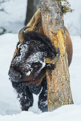 Tree hugging bull bison, winter in Yellowstone, Wyoming