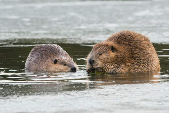 Adult beaver forages along with a youngster in an opening in the ice