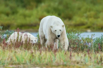 Fotobehang Ijsbeer Polar bear sow and cub exploring tundra of Hudson Bay for possible meal, Northern Manitoba, Canada  © Danita Delimont