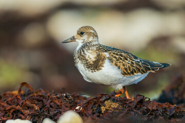 Ruddy turnstone foraging among washed up seaweed on the shore of Hudson Bay