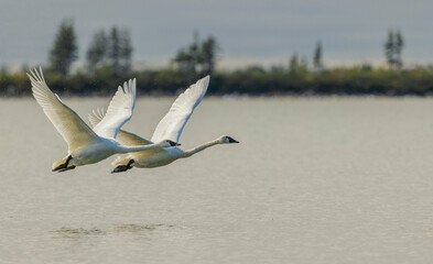 Tundra swan pair taking flight from an sub-arctic tundra pond of Northern Manitoba, Canada.