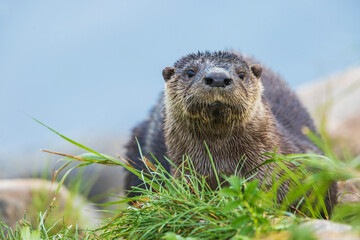 River otter pauses for glance about while foraging along the Churchill River in Northern Manitoba