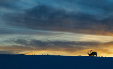 Bull elk foraging at winter sunset in Wyoming