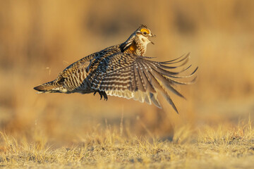 Greater prairie chicken flight display on the lek