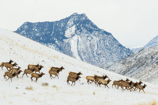 Herd of elk migrating to lower country in Montana