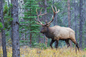 Bull elk walking through forest in the Canadian Rockies